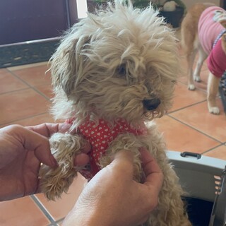 小柄で甘えん坊の『ヒミコ』ちゃん