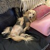 散歩後のリラックスモード