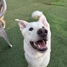 ずっとの家族を探しています サムネイル2