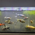 金魚（朱文金）14匹（？）の里親募集します。