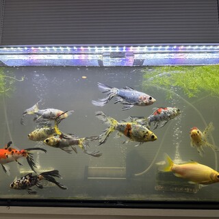 金魚（朱文金）14匹（？）の里親募集します。