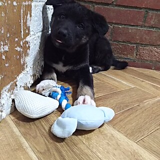 保護犬！里親様緊急募集！！