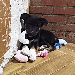 保護犬！里親様緊急募集！！