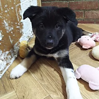 保護犬！里親様緊急募集！！