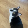 人が大好き甘えん坊ハチワレ　はれ君 サムネイル4