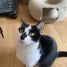 人が大好き甘えん坊ハチワレ　はれ君 サムネイル2