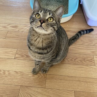 ★留守番オッケー子猫★ 甘えん坊すぎる　サム君