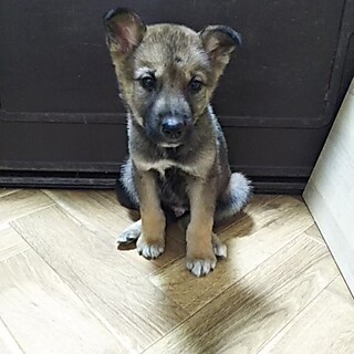 保健所救出犬！里親様緊急募集！！