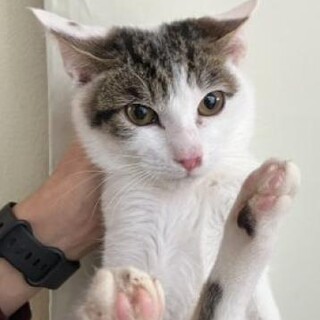 保護した当日から 抱っこ 猫 ごろごろ猫 4ヶ月