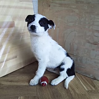 保健所救出犬！里親様緊急募集！！