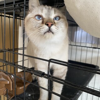 シャムMIXの女の子