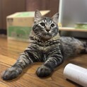 中毛男子‼️甘えん坊の大柄ボーイ