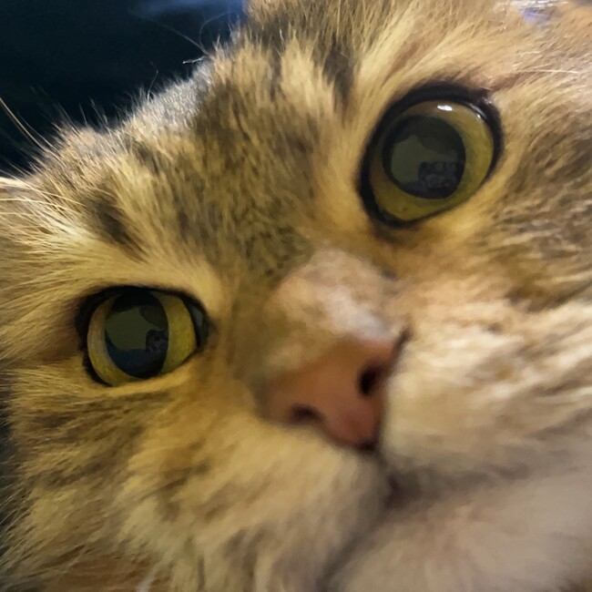 ゆーゆママのカバー写真