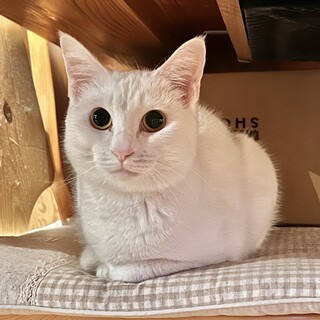 2歳の女の子【シュガー】栃木県宇都宮市