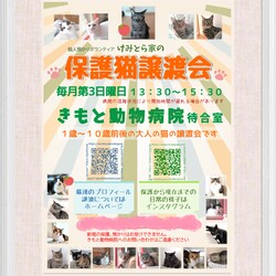 けみとら家の保護猫譲渡会