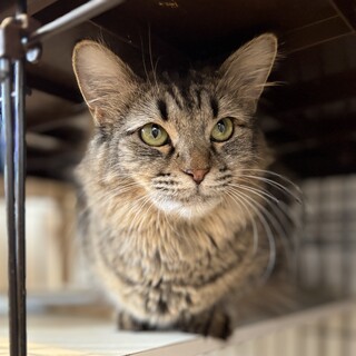 【4/19恵比寿】もふもふ長毛ソフィ