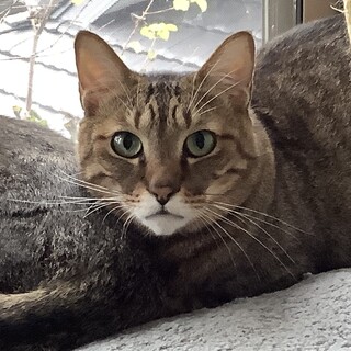 甘えん坊なヒガシ君の里親さん募集中