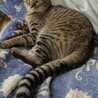 甘えん坊なヒガシ君の里親さん募集中 サムネイル2