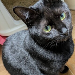 ベタ慣れ、ここちゃん(仮名)