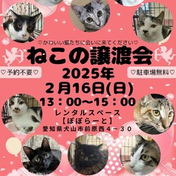 猫の譲渡会犬山市 @レンタルスペースぽぽらーと