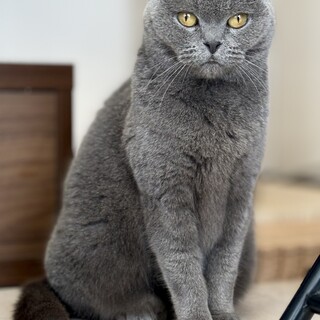 決定☆『ルチア』パッチリお眼めな美人さん