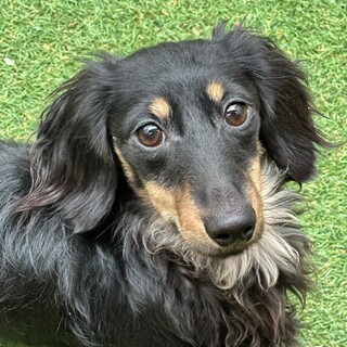 ダックス10ヶ月の男の子　チョロくん