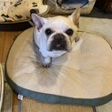 フレンチブルドッグ温厚吠えなし穏やかなぶんちゃん