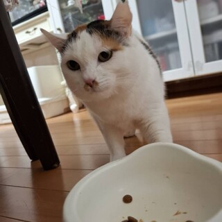 大人しく穏やかな三毛猫さん、シャケちゃん2歳位