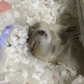 リチャードソンジリスの里親募集中