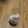 リチャードソンジリスの里親募集中 サムネイル2