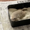 リチャードソンジリスの里親募集中 サムネイル3