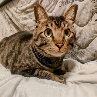 愛らしい！甘えん坊のチータくん