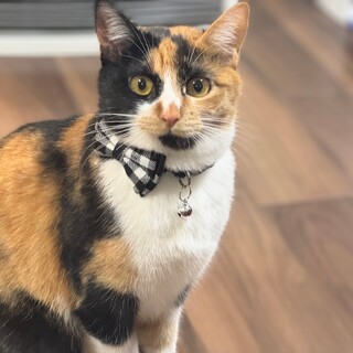 三毛猫のミキちゃん