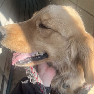 ゴールデンレトリバー！！！