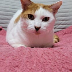 雪の為中止します。　三重県桑名市2月9日(日)リトルパウエイド譲渡会 サムネイル2