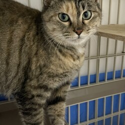 雪の為中止します。　三重県桑名市2月9日(日)リトルパウエイド譲渡会 サムネイル3