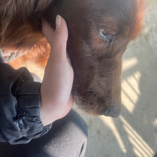 アイリッシュセッター！！！