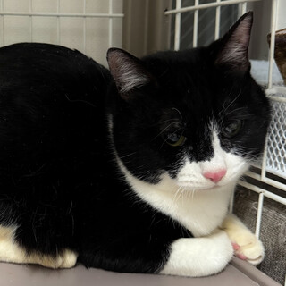 前髪長めのハチワレBOY♡ハリーくん2歳