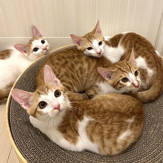 【3/16芝浦】子猫らしく元気いっぱい茶トラ兄妹