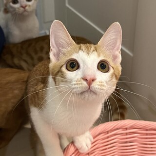 【3/16芝浦】見てて飽きないあざと可愛い女の子