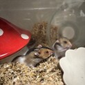 生後1ヶ月ゴールデンハムスターの赤ちゃん！1~3匹