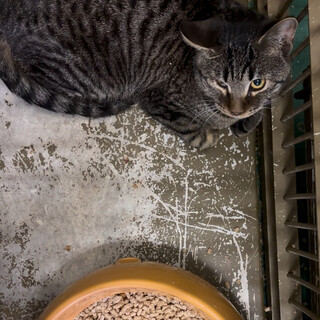 センター来訪者に二匹で譲渡されました