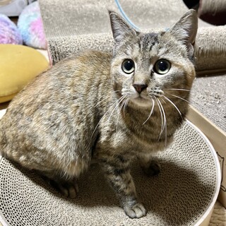 餓死からのレスキュー！ナナちゃん1歳半