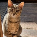 キジトラ子猫レオちゃん