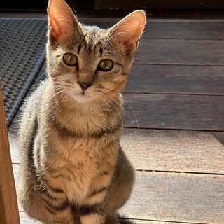 キジトラ子猫レオちゃん