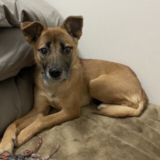 保健所からレスキュー！　カッコいいスージーちゃん