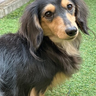 ダックス女の子3歳くらい　ひよりちゃん