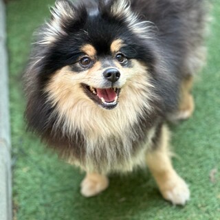 ポメラニアン女の子２歳くらい　あげはちゃん