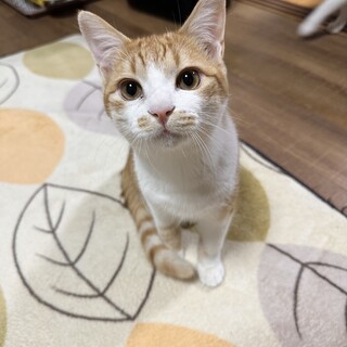 素敵なおうちが見つかりました☆リノ