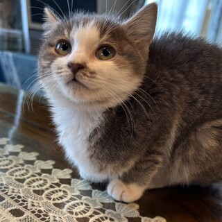 ありがとうございました★グレー鯖白のプリちゃん